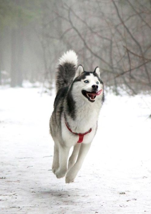 Husky feliz