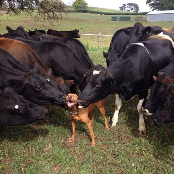Perro entre vacas