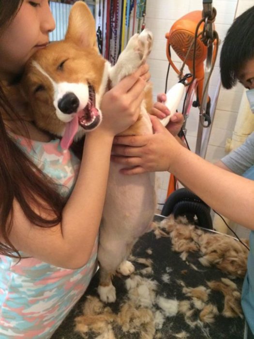 Corgi cosquillas