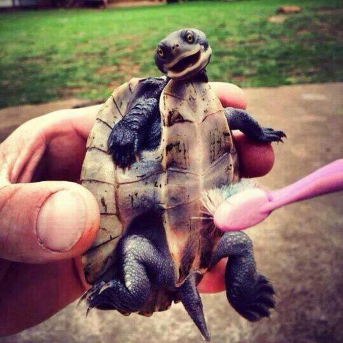 Tortuga cosquillas