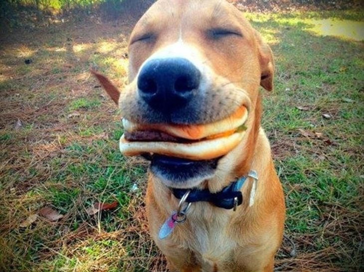 Perro con hamburguesa