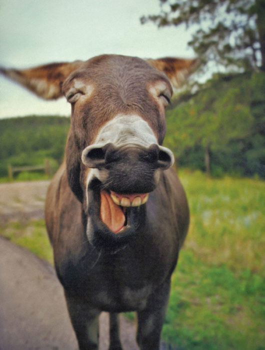 Burro contento