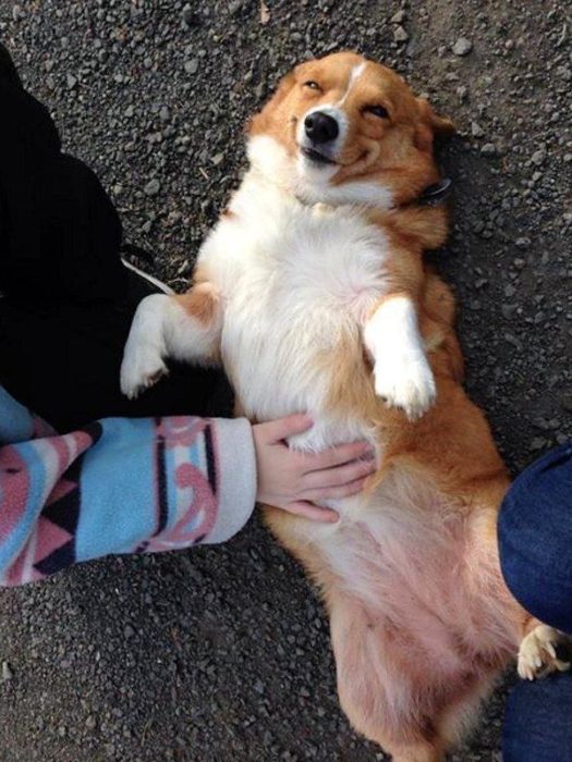 Corgi feliz