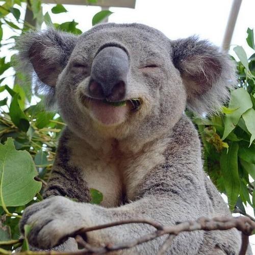 Koala sonriendo