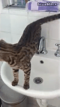 Gif gato en lavamanos se cae