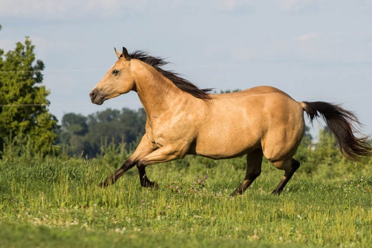 caballo ante