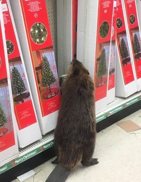 castor viendo árboles de navidad