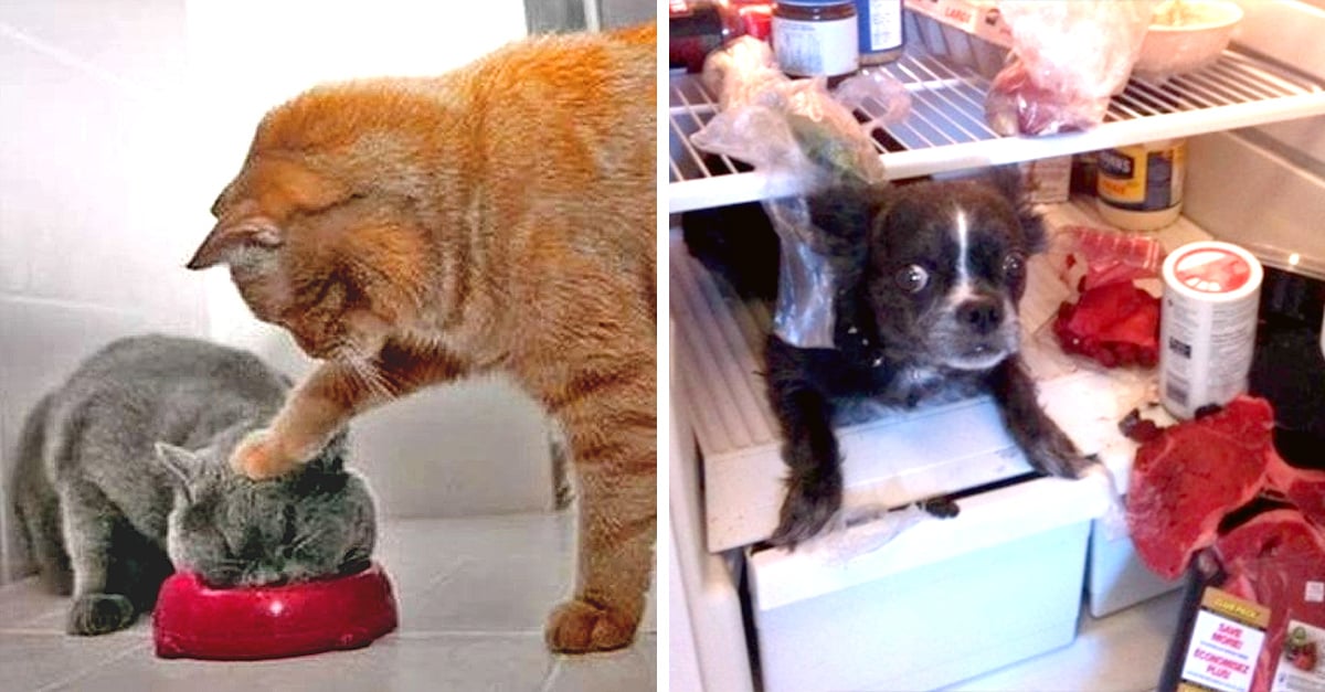 20 animales que te harán reír porque son perfectos idiotas