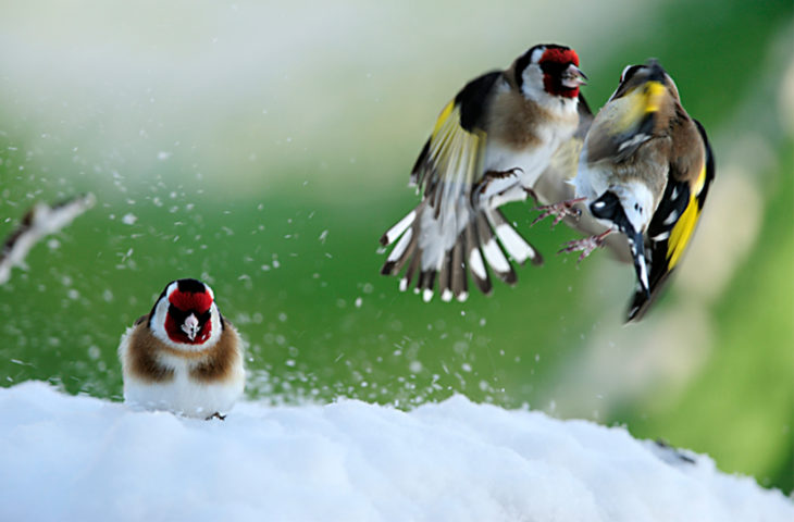 Tres amigos en la nieve 