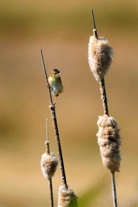 Un buitrón posando para la foto