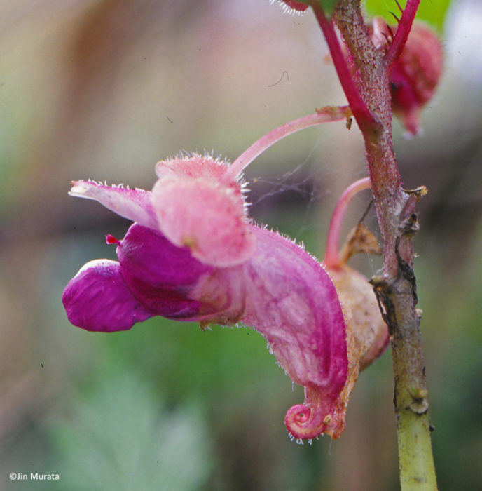 flor morada orejas de raton