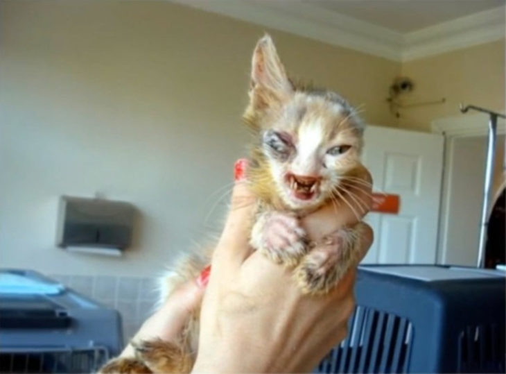 Gatita con la cara deformada