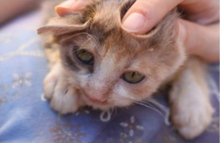 Gatita enferma recuperándose 