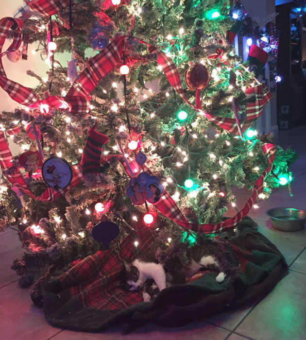 Gatitos abajo del árbol de Navidad