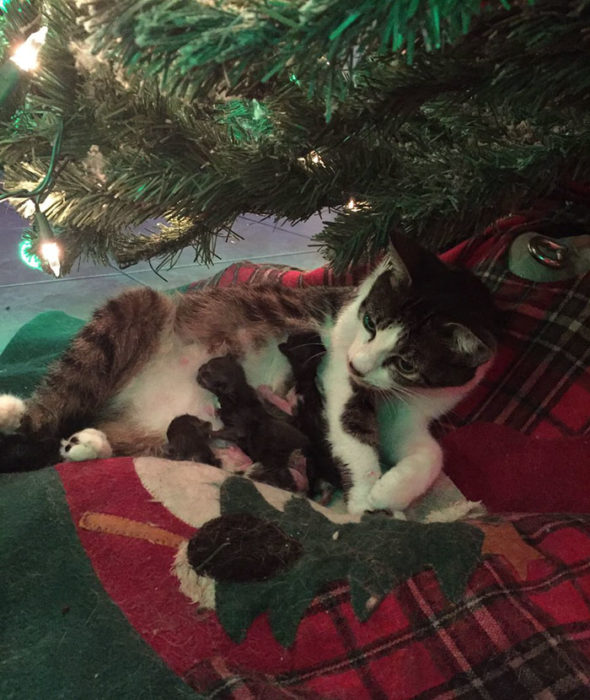 Gatita dio a luz abajo del árbol de navidad