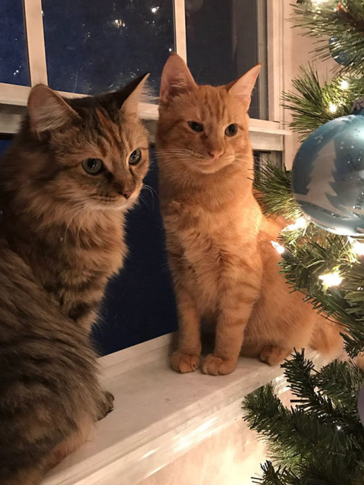 Gatos en la ventana junto al arbol de navidad