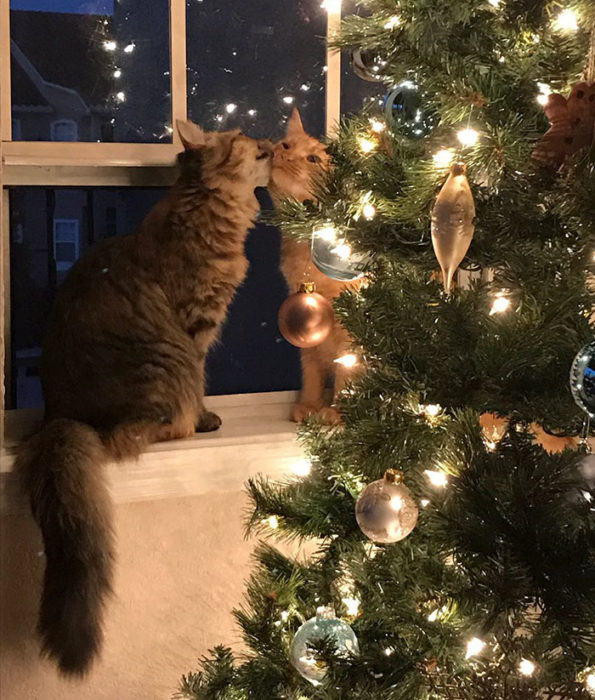 Gatos se besan al lado del arbol de navidad
