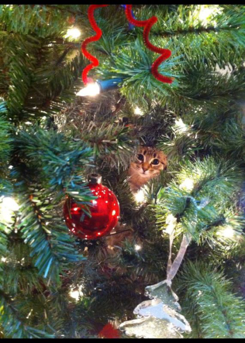 Se ve la carita de un gato escondido en el árbol navideño