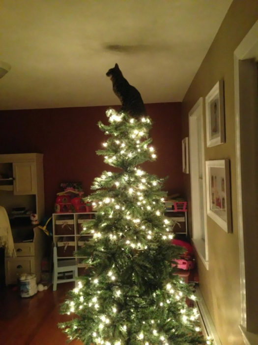 Gato en la punta del árbol de navidad