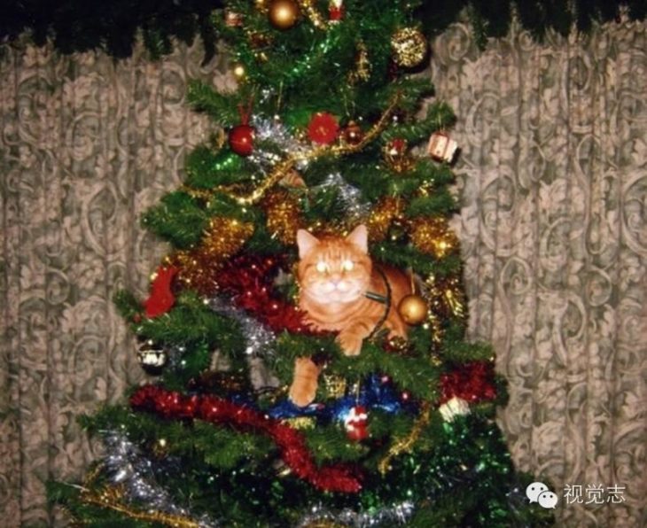 Gato con ojos brillosos acostado en el árbol de navidad