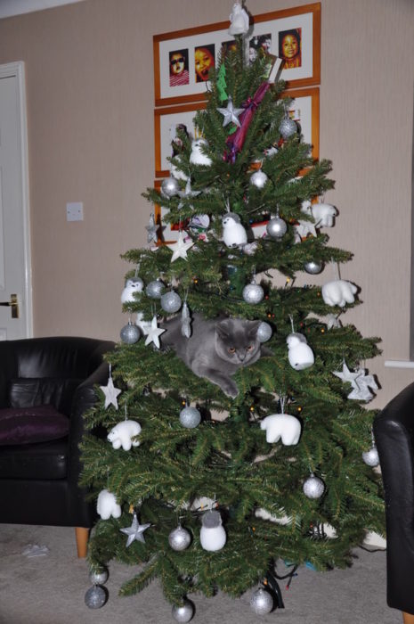 Gato gris jugando con las esferas del árbol