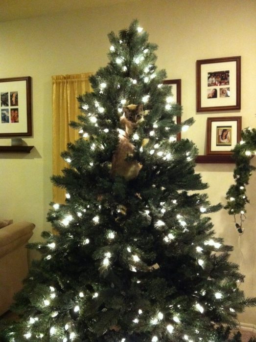 Árbol Navideño prendido, gato está escondido ahí