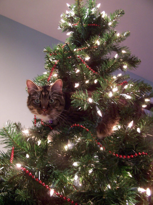 Gato acostado y el árbol de navidad prendido