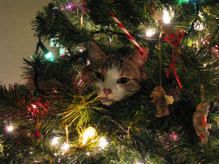 Gato acurrucado en el árbol de Navidad