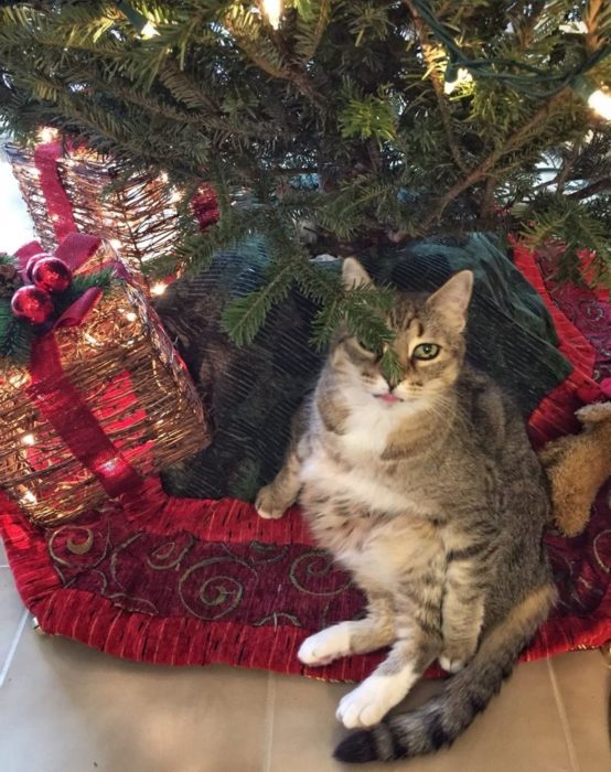 Gato a pie del árbol de navidad