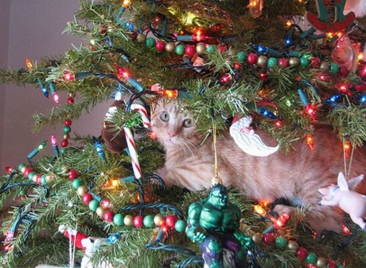 Gato acostado tranquilamente en el árbol navideño