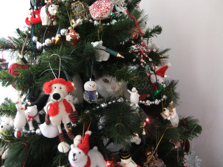 Gato asomado de dentro del árbol de navidad