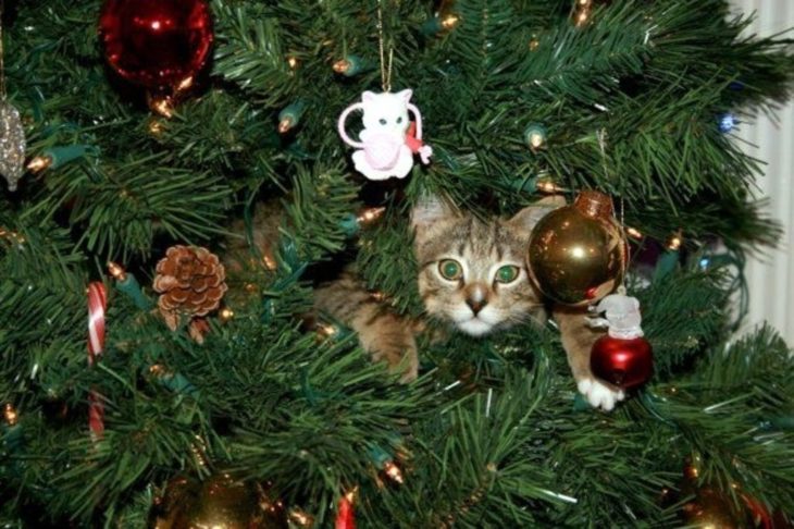 Gato acostado en el árbol de navidad