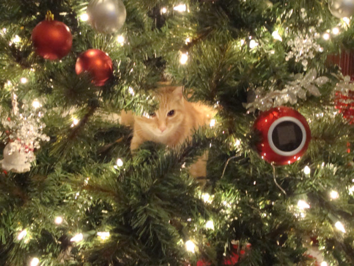 Gato acostado adentro del árbol de navidad