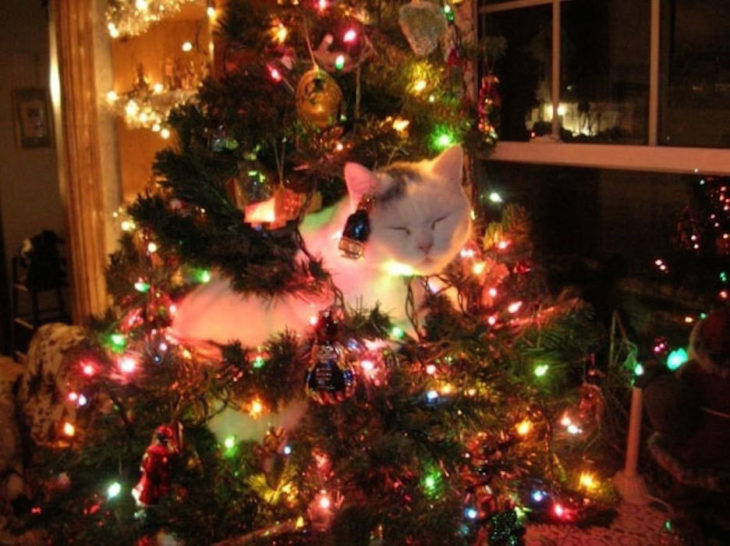 Gato blanco dormido en el árbol de Navidad 