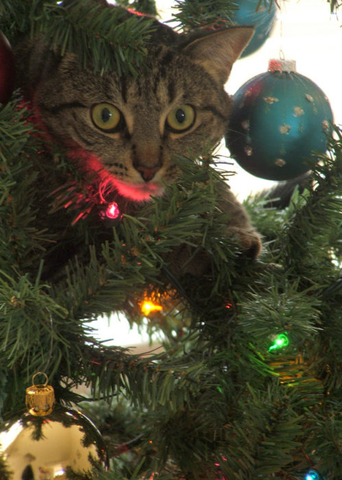 Gato en el árbol de navidad