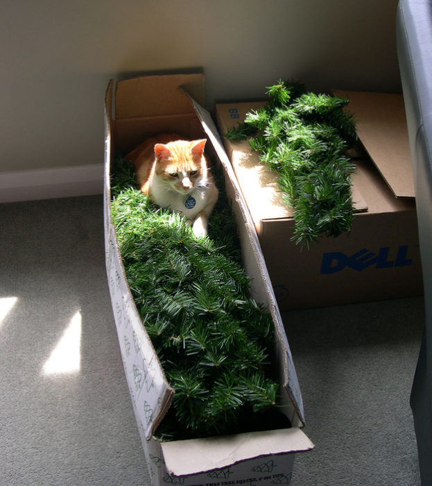 Gato acostado en la caja en donde está guardado el árbol de navidad