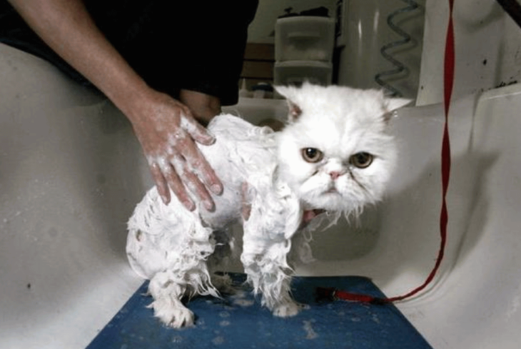 Bañando a un gatito blanco