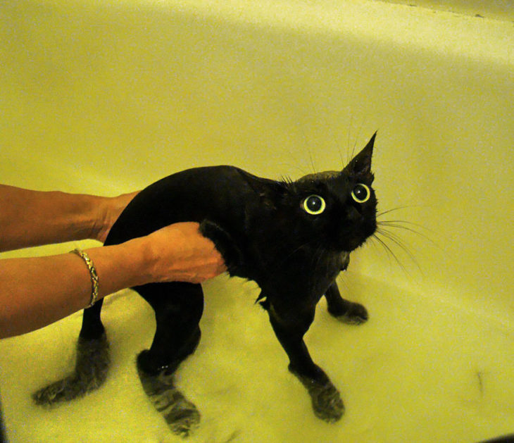 Gato negro asustado en la bañera