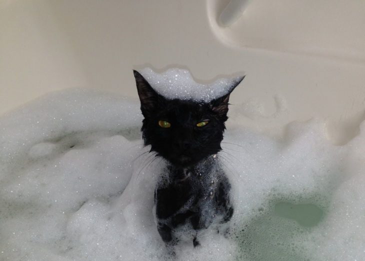 Gato negro en baño de burbujas