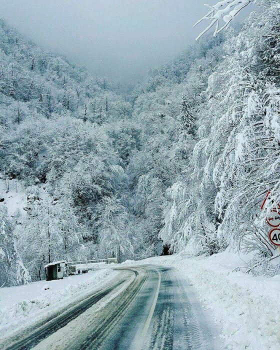 Camino en medio del bosque nevado