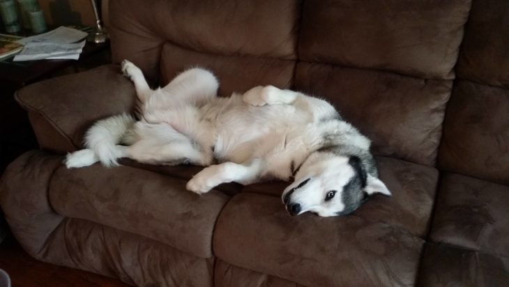 Husky acostado en el sillòn