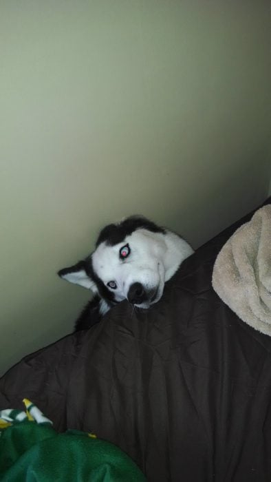 Husky en una orilla de la cama 