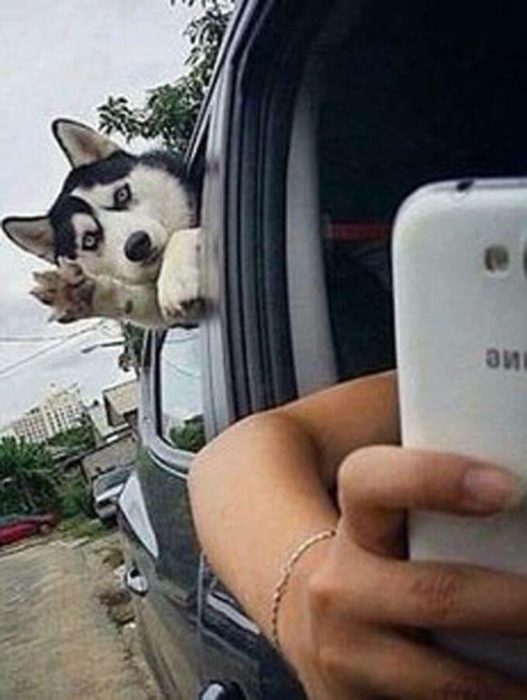 Husky saluda a la càmara