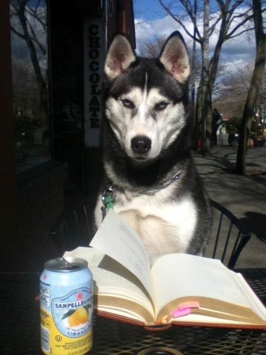 Husky sentado al frente y leyendo un libro