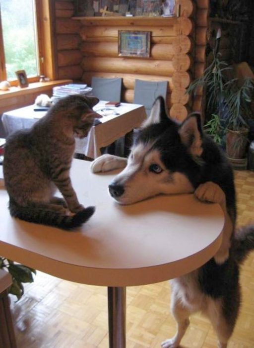 Husky mirando a un gato