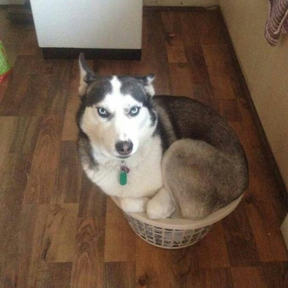 Husky acostado en un cesto de ropa 