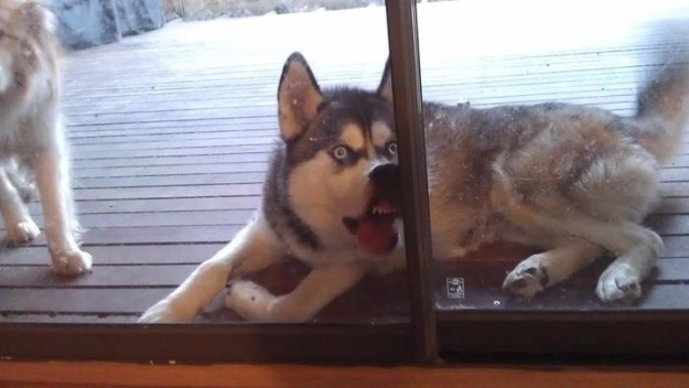Husky pegado a la ventana