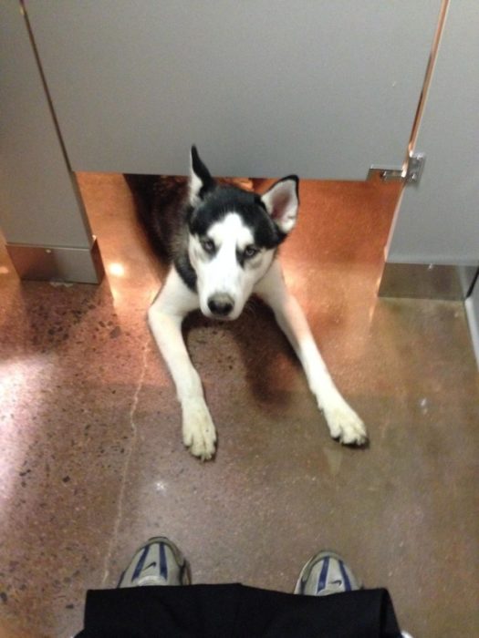 Husky en el baño