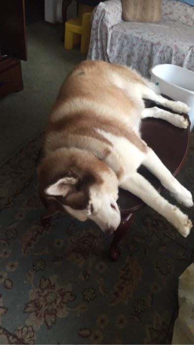 Husky acostado sobre la mesa