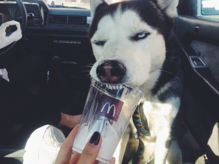 Husky emocionado tomando una nieve